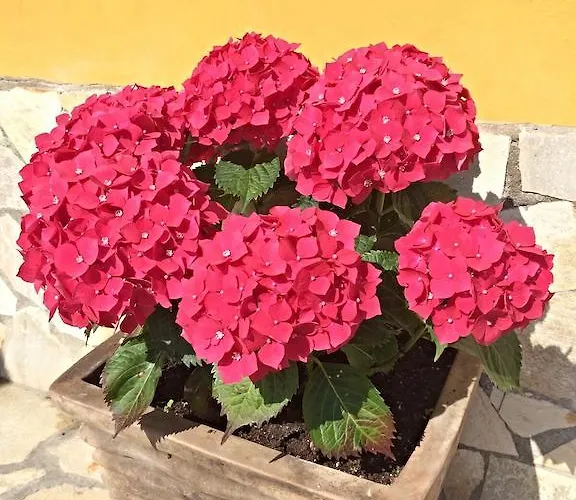 Отель Maria Del Mar